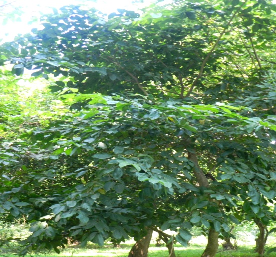 Indian Elm, Jungle Cork Tree – BL Herbs India